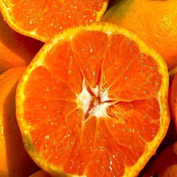 Amazon.co.jp: Mikan Oranges, Box Included, 22.0 lbs (10 kg) (9 kg+